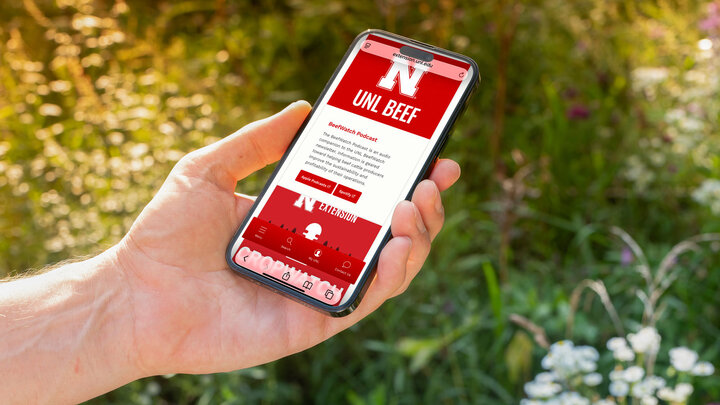 A hand holds a smartphone with the "BeefWatch Podcast" displayed on it in front of tall grass and flowers.
