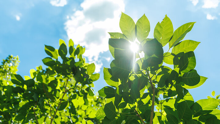 The sun shines through green leaves of a plant with clouds in the blue sky.